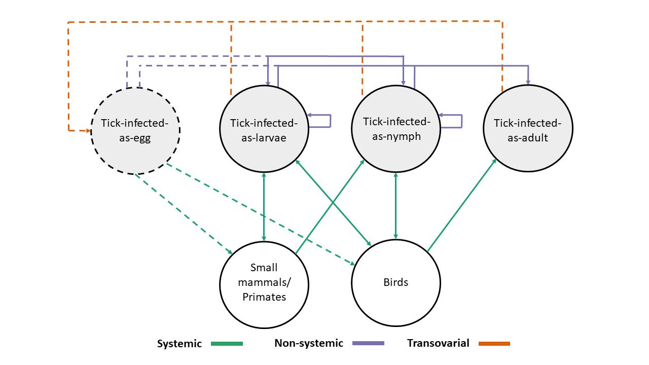 Fig 1.  Transmission pathways used in models exploring the maintenance and transmission of Kyasanur Forest Disease 