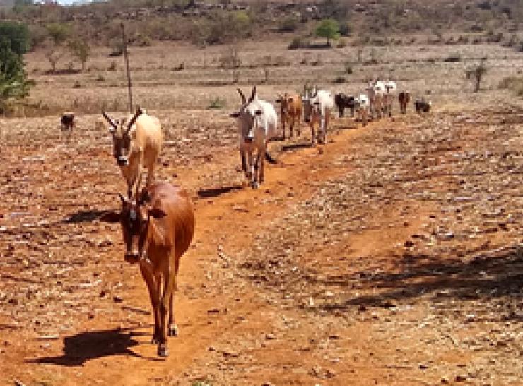 pastoralist route